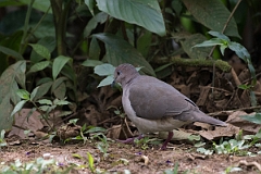 DPPhotography - Costa rica - White-tipped dove - B