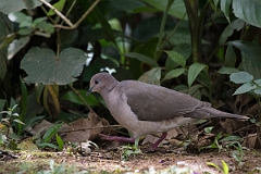 DPPhotography - Costa rica - White-tipped dove - C