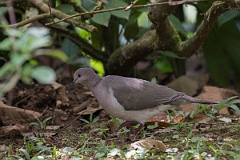 DPPhotography - Costa rica - White-tipped dove - D