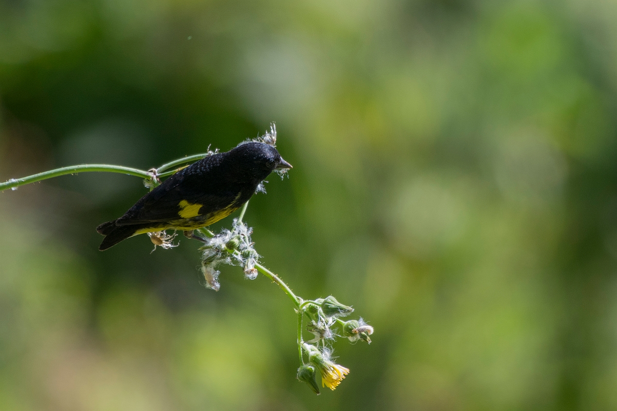 DPPhotography - Costa rica - Yellow-bellied siskin - C.jpg - Yellow-bellied siskin - San Gerardo de Dota, Costa Rica