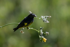 DPPhotography - Costa rica - Yellow-bellied siskin - A
