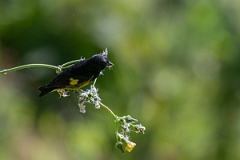 DPPhotography - Costa rica - Yellow-bellied siskin - C