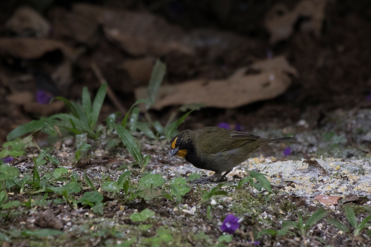 DPPhotography - Costa rica - Yellow-faced grassquit - A.jpg - Yellow-faced grassquit - Rancho Naturalista, Costa Rica