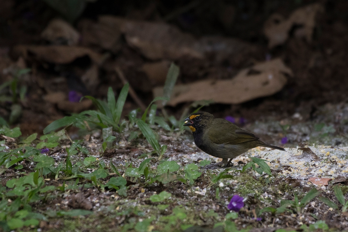DPPhotography - Costa rica - Yellow-faced grassquit - C.jpg - Yellow-faced grassquit - Rancho Naturalista, Costa Rica