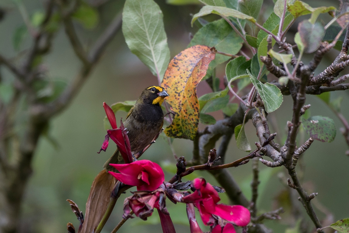 DPPhotography - Costa rica - Yellow-faced grassquit - D.jpg - Yellow-faced grassquit - San Gerardo de Dota, Costa Rica