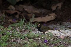 DPPhotography - Costa rica - Yellow-faced grassquit - B