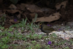 DPPhotography - Costa rica - Yellow-faced grassquit - C