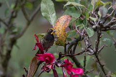 DPPhotography - Costa rica - Yellow-faced grassquit - D