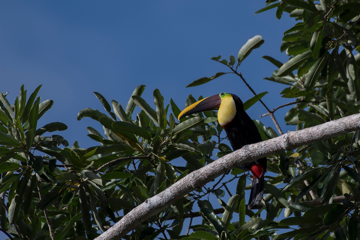 DPPhotography - Costa rica - Yellow-throated toucan - A.jpg - Yellow-throated toucan - El Remanso, Costa Rica