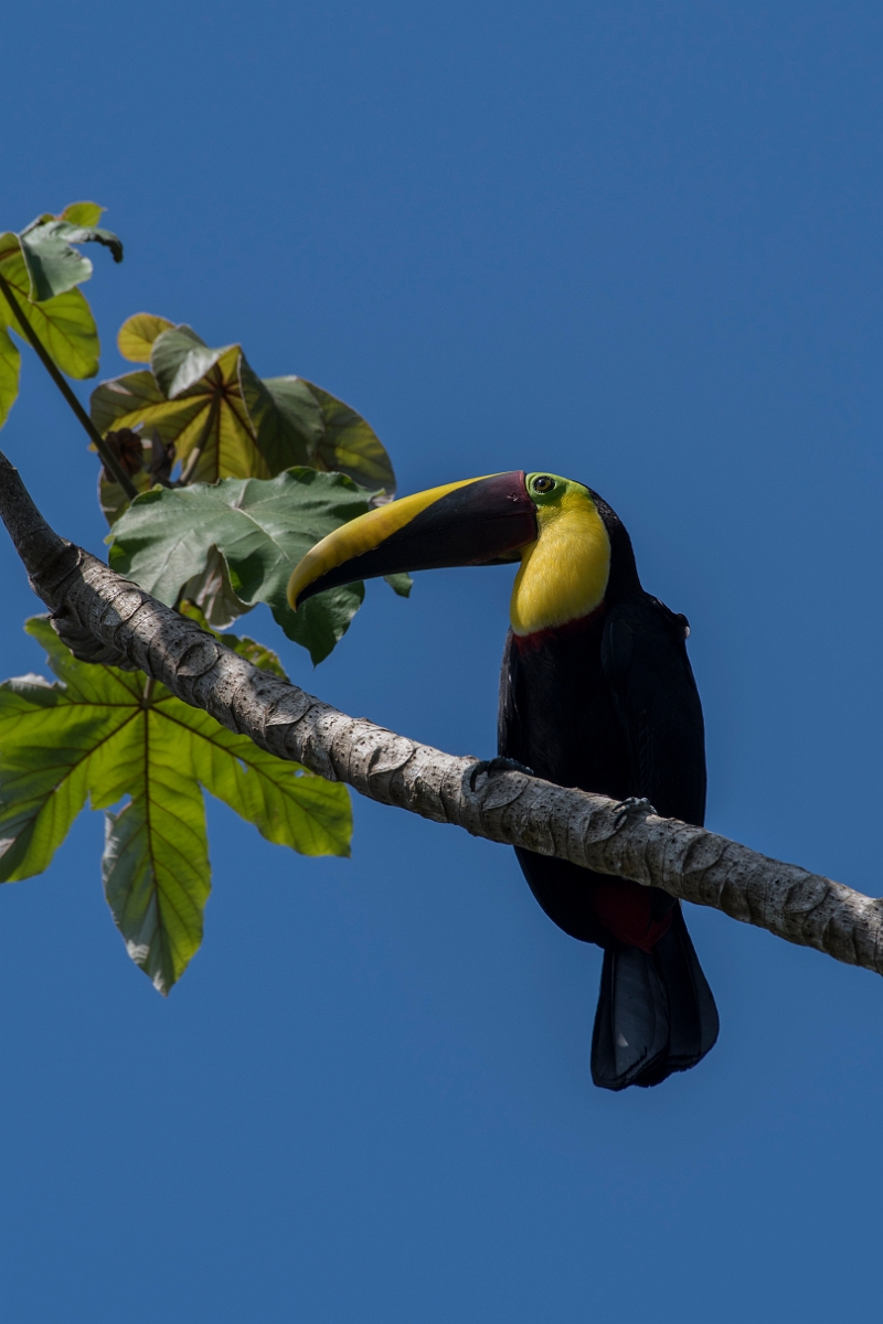 DPPhotography - Costa rica - Yellow-throated toucan - D.jpg - Yellow-throated toucan - El Remanso, Costa Rica