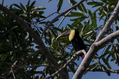 DPPhotography - Costa rica - Yellow-throated toucan - B