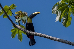 DPPhotography - Costa rica - Yellow-throated toucan - C