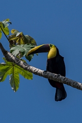 DPPhotography - Costa rica - Yellow-throated toucan - D