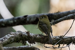 DPPhotography - Costa rica - Yellowish flycatcher - B