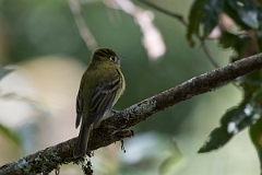 DPPhotography - Costa rica - Yellowish flycatcher - C