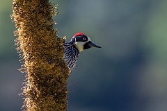 Acorn woodpecker