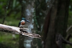 Amazon kingfisher