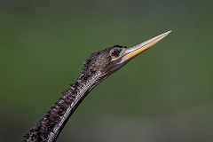 American anhinga
