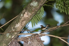 American redstart