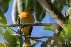 Baltimore oriole