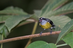Bananaquit