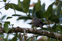 Band-backed wren