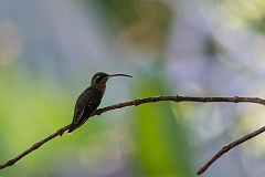 Band-tailed barbthroat