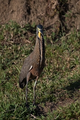 Bare-throated tiger-heron
