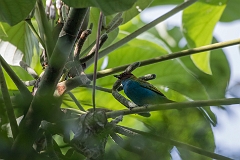 Bay-headed tanager