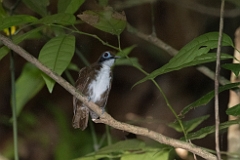 Bicolored antbird