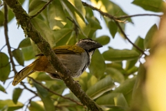 Black-beaked saltator