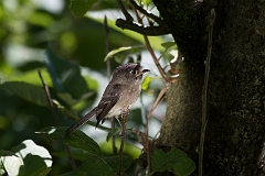 Black-capped flycatcher