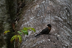 Black-cheeked ant-tanager