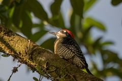 Black-cheeked woodpecker