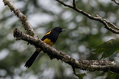 Black-cowled oriole
