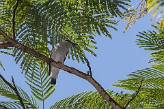 Black-crowned tityra