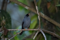 Black-faced solitaire