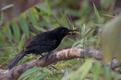 Black-hooded antshrike
