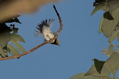 Black-throated green-warbler