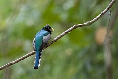 Black-throated trogon