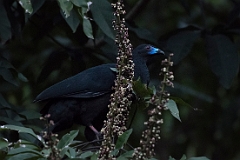 Black guan