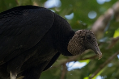 Black vulture