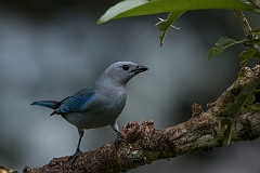 Blue-grey tanager
