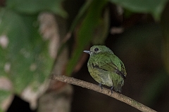 Blue-headed manakin