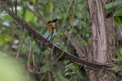 Broad-billed motmot
