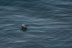 Brown pelican