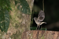 Buff-rumped warbler