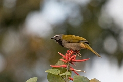 Buff-throated saltator