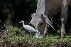 Cattle egret