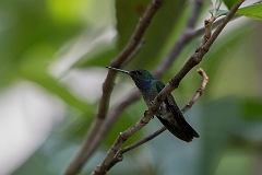 Charming hummingbird